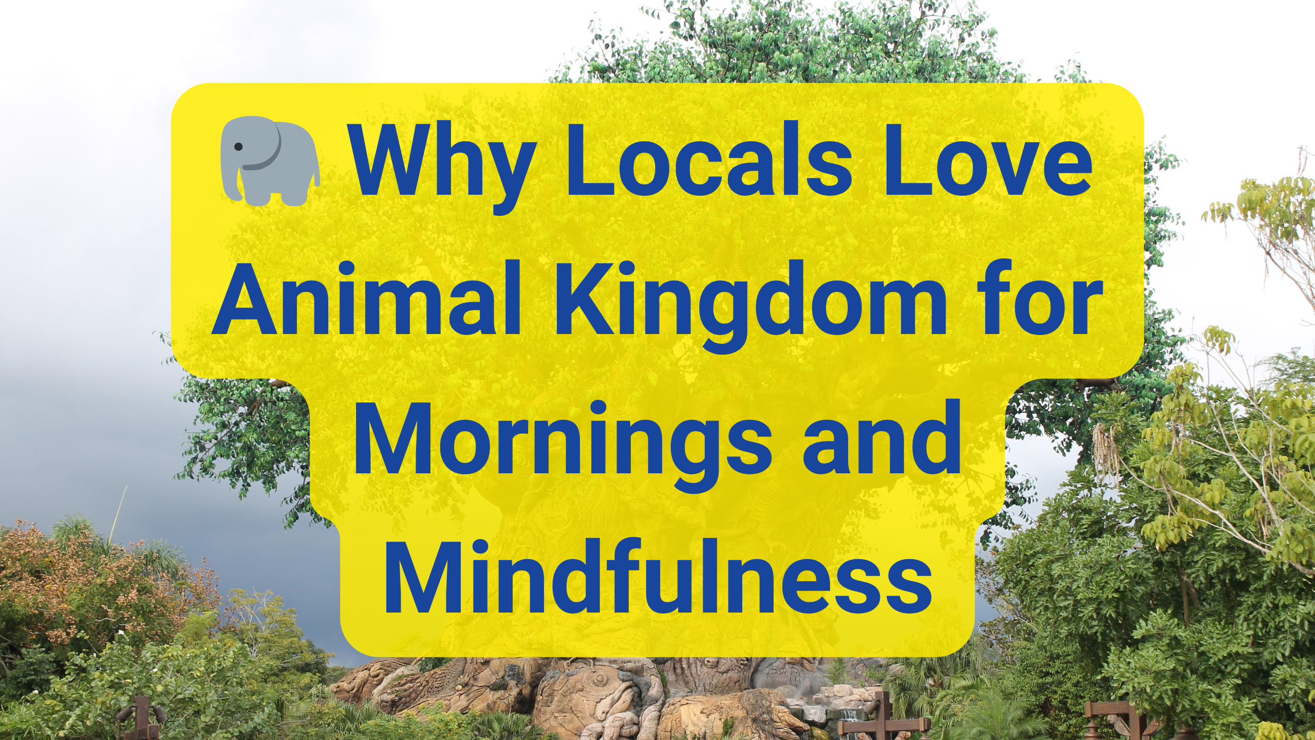 🐘 Why Locals Love Animal Kingdom for Mornings and Mindfulness